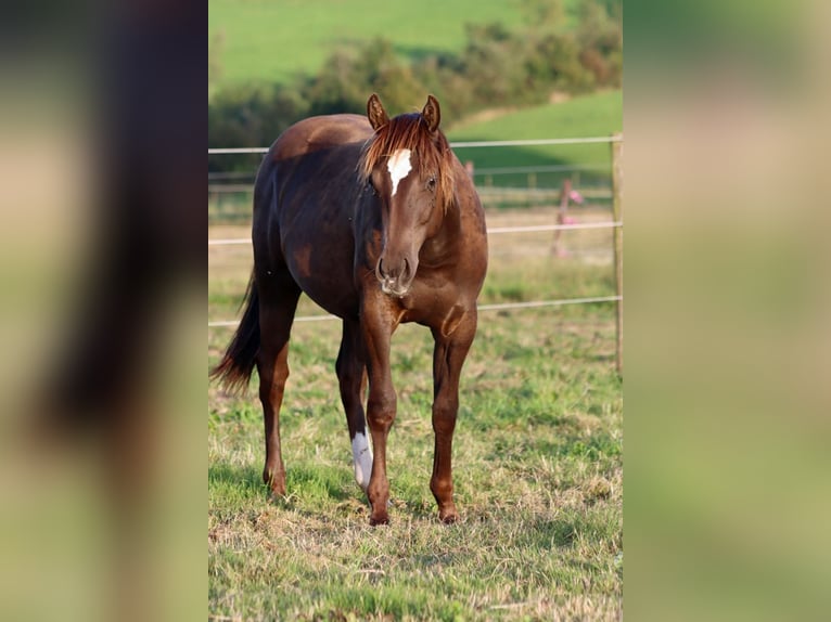 Paint Horse Hengst 1 Jahr 148 cm Rappe in Hellenthal