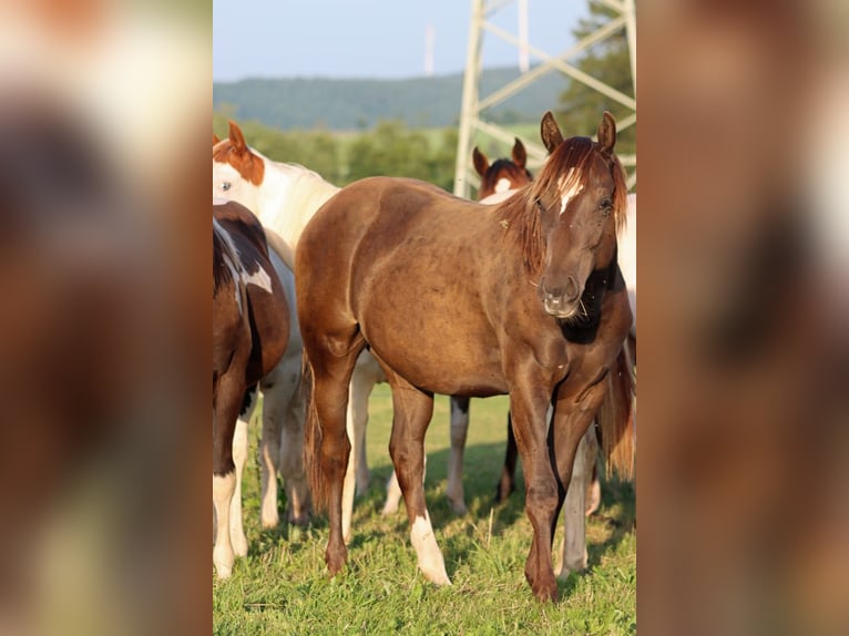 Paint Horse Hengst 1 Jahr 148 cm Rappe in Hellenthal