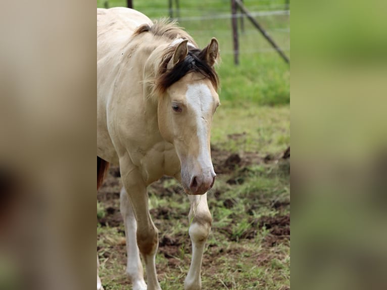 Paint Horse Hengst 1 Jahr 150 cm Champagne in Hellenthal