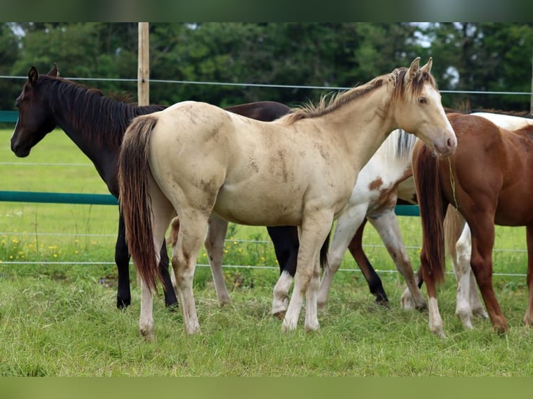 Paint Horse Hengst 1 Jahr 150 cm Champagne in Hellenthal