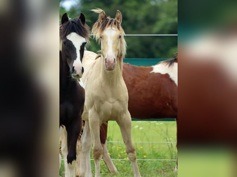 Paint Horse Hengst 1 Jahr 150 cm Champagne in Hellenthal