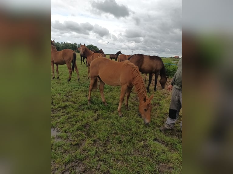 Paint Horse Mix Hengst 1 Jahr 150 cm Fuchs in Aurich