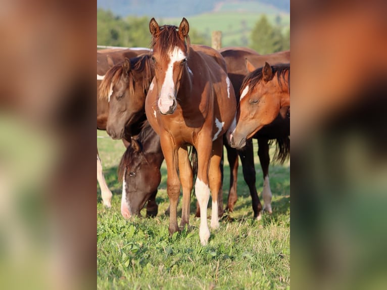 Paint Horse Hengst 1 Jahr 150 cm Overo-alle-Farben in Hellenthal