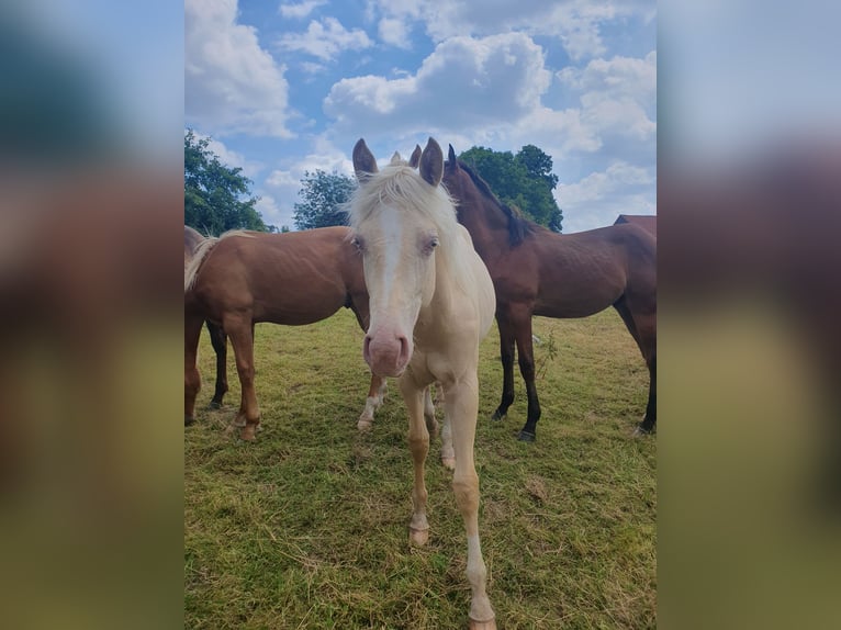 Paint Horse Hengst 1 Jahr 150 cm Palomino in Rödinghausen