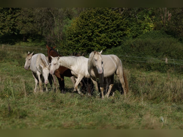 Paint Horse Hengst 1 Jahr 150 cm Palomino in Rödinghausen