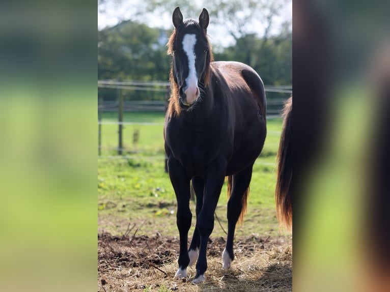 Paint Horse Hengst 1 Jahr 150 cm Rappe in Hellenthal