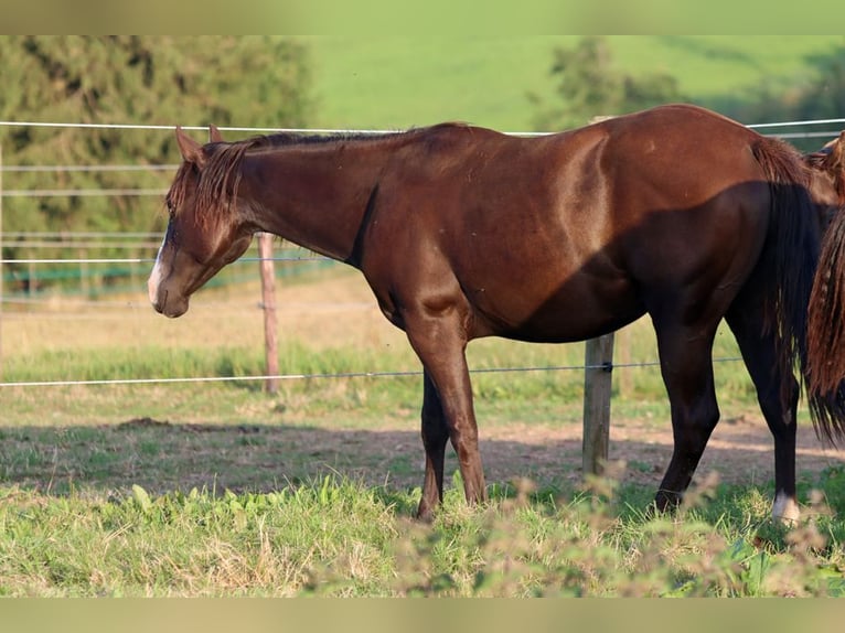 Paint Horse Hengst 1 Jahr 150 cm Rappe in Hellenthal