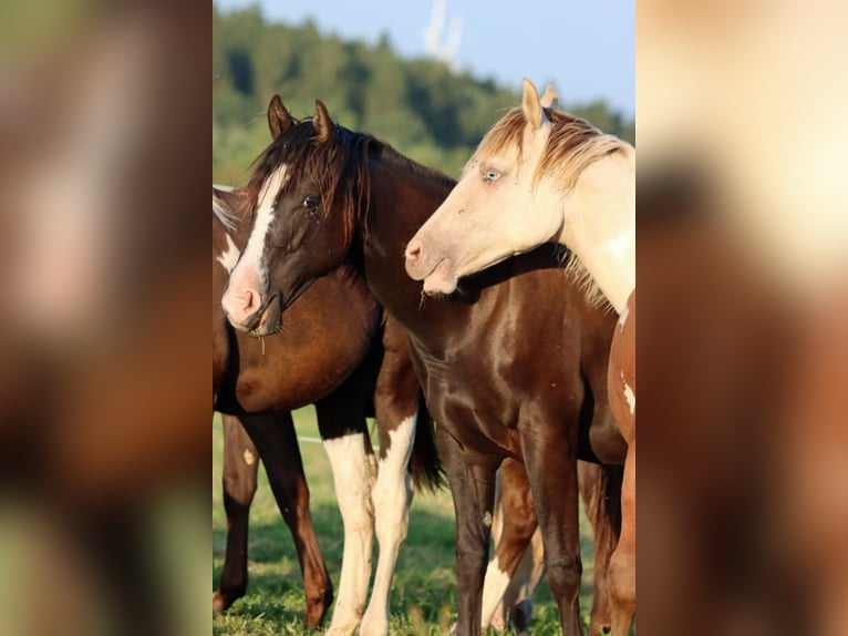 Paint Horse Hengst 1 Jahr 150 cm Rappe in Hellenthal