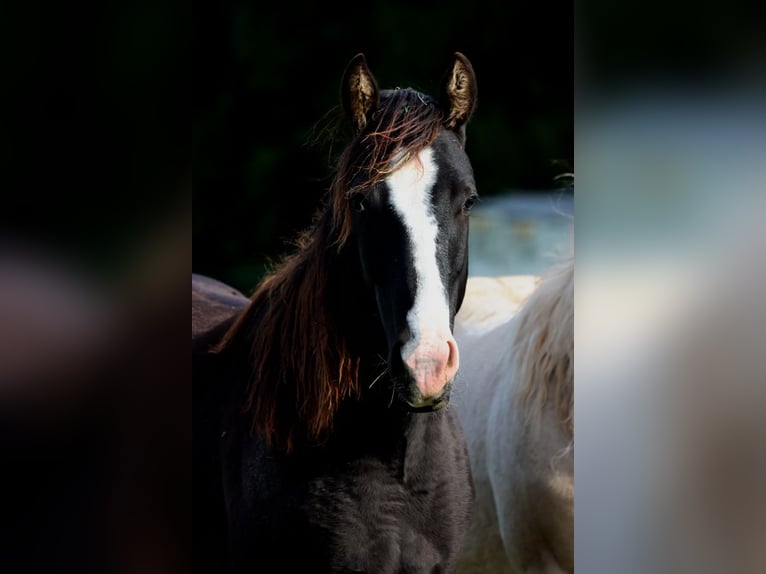Paint Horse Hengst 1 Jahr 150 cm Rappe in Hellenthal