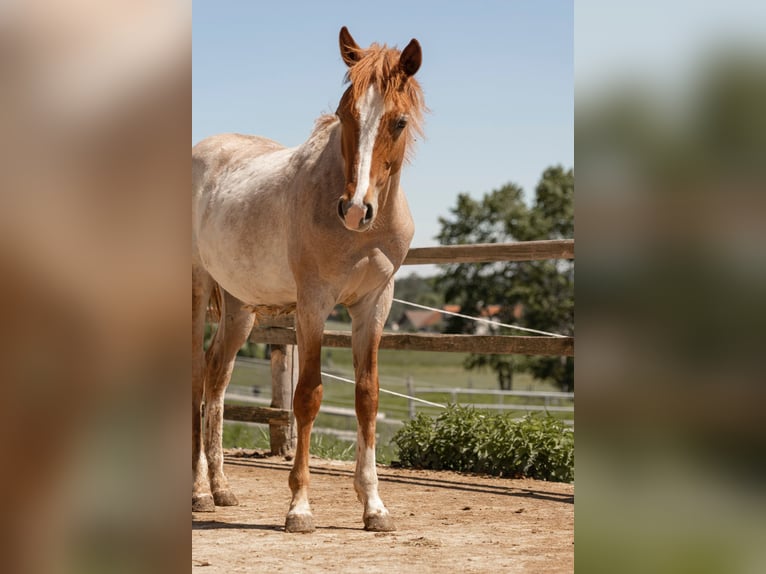 Paint Horse Hengst 1 Jahr 150 cm Roan-Red in Rottenbach