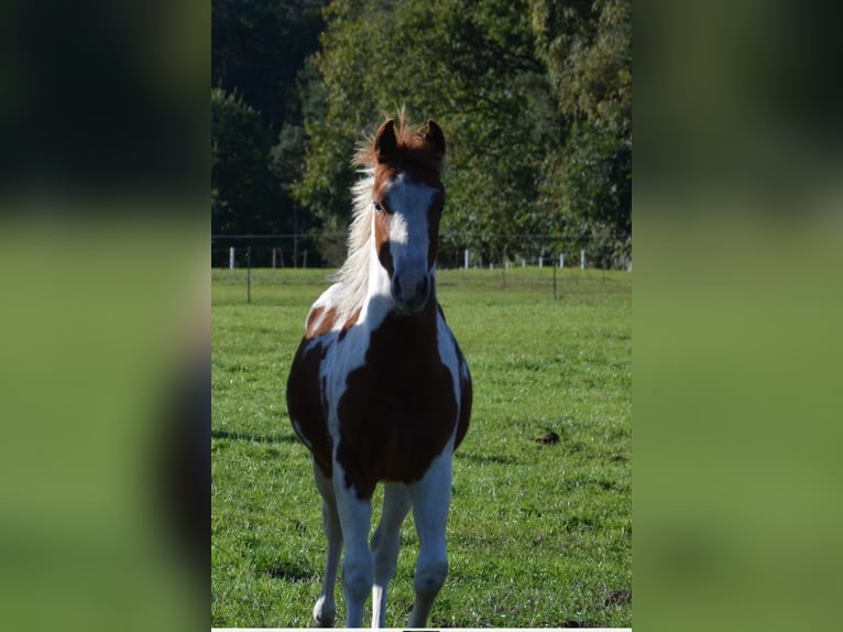 Paint Horse Hengst 1 Jahr 150 cm Tobiano-alle-Farben in Uelsen