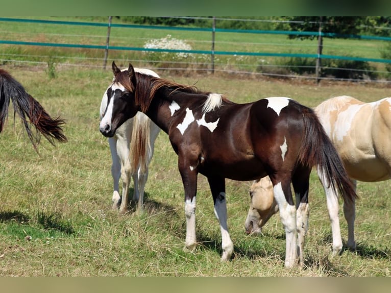 Paint Horse Hengst 1 Jahr 150 cm Tobiano-alle-Farben in Hellenthal