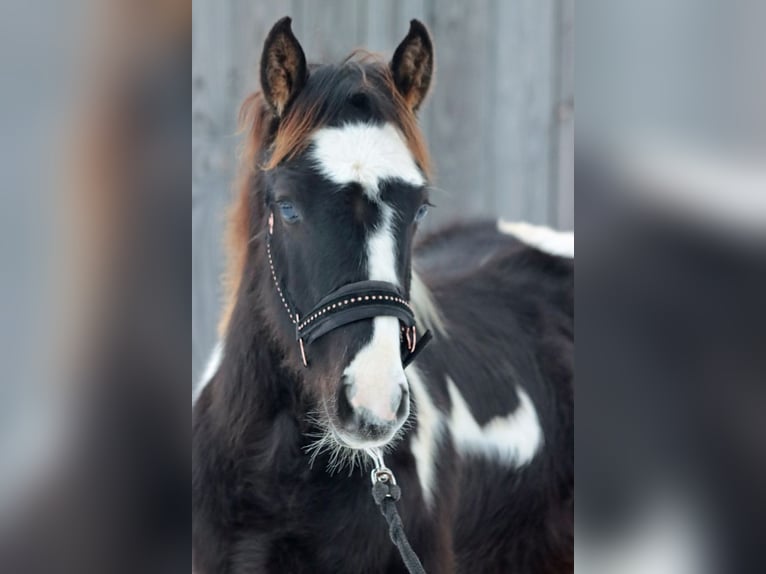 Paint Horse Hengst 1 Jahr 150 cm Tobiano-alle-Farben in Hellenthal