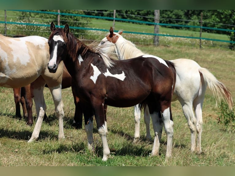 Paint Horse Hengst 1 Jahr 150 cm Tobiano-alle-Farben in Hellenthal