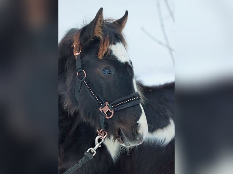 Paint Horse Hengst 1 Jahr 150 cm Tobiano-alle-Farben in Hellenthal