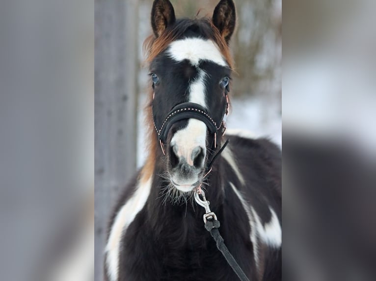 Paint Horse Hengst 1 Jahr 150 cm Tobiano-alle-Farben in Hellenthal
