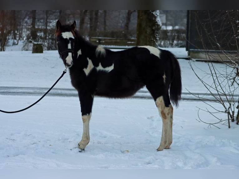 Paint Horse Hengst 1 Jahr 150 cm Tobiano-alle-Farben in Hellenthal