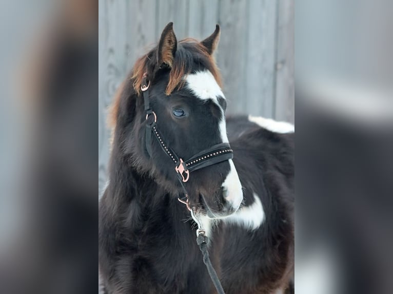 Paint Horse Hengst 1 Jahr 150 cm Tobiano-alle-Farben in Hellenthal