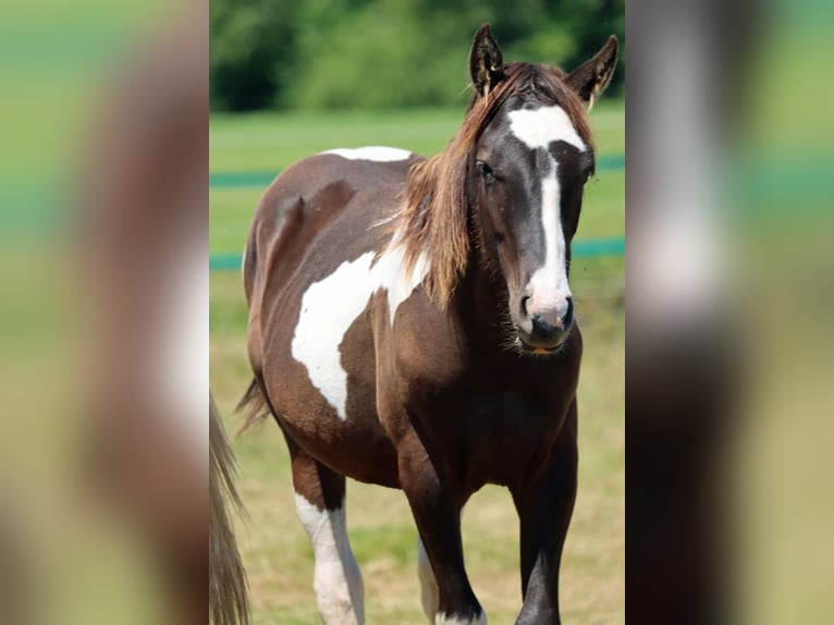 Paint Horse Hengst 1 Jahr 150 cm Tobiano-alle-Farben in Hellenthal