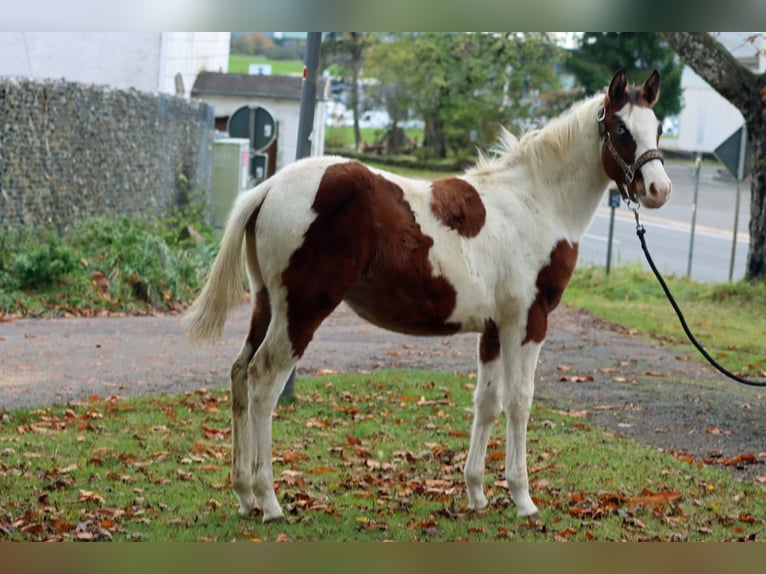 Paint Horse Hengst 1 Jahr 150 cm Tovero-alle-Farben in Hellenthal