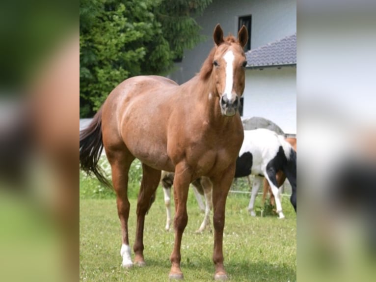 Paint Horse Hengst 1 Jahr 150 cm in Au in der Hallertau