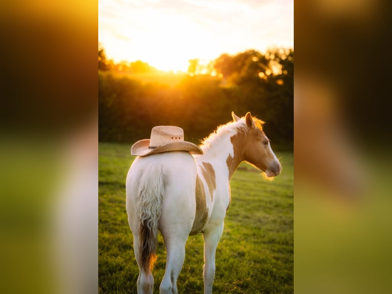 Paint Horse Mix Hengst 1 Jahr 152 cm Champagne in saint jean sur erve