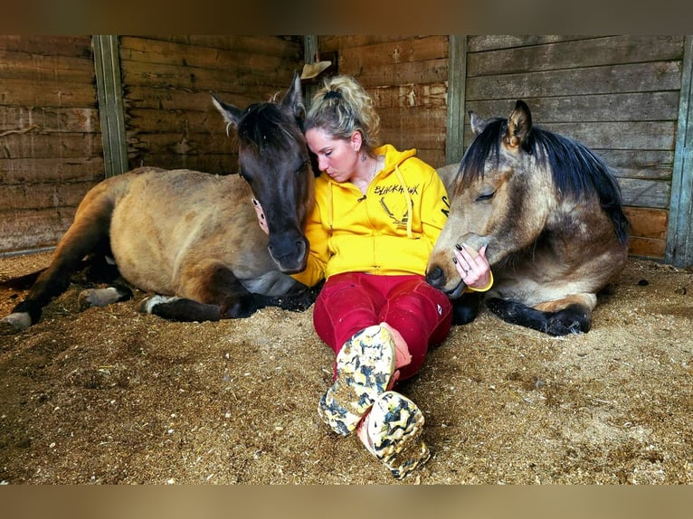 Paint Horse Hengst 1 Jahr 152 cm Grullo in Stadlern