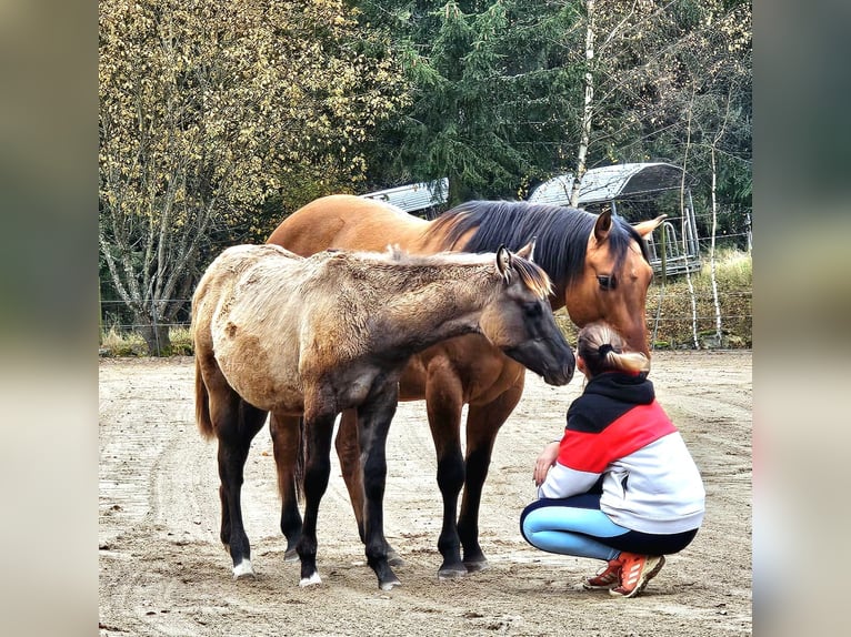 Paint Horse Hengst 1 Jahr 152 cm Grullo in Stadlern