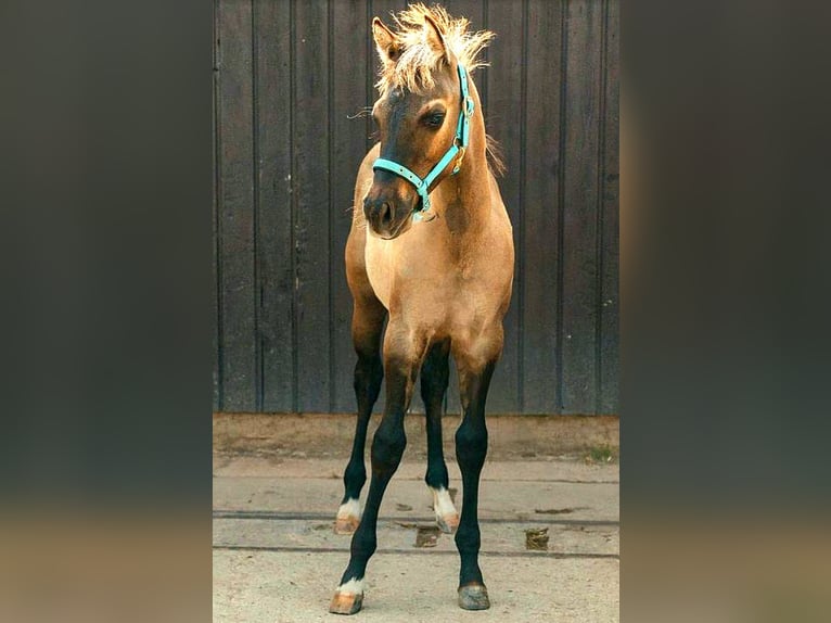 Paint Horse Hengst 1 Jahr 152 cm Grullo in Stadlern