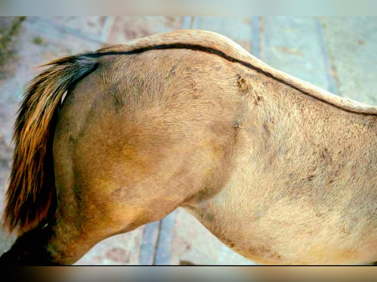 Paint Horse Hengst 1 Jahr 152 cm Grullo in Stadlern