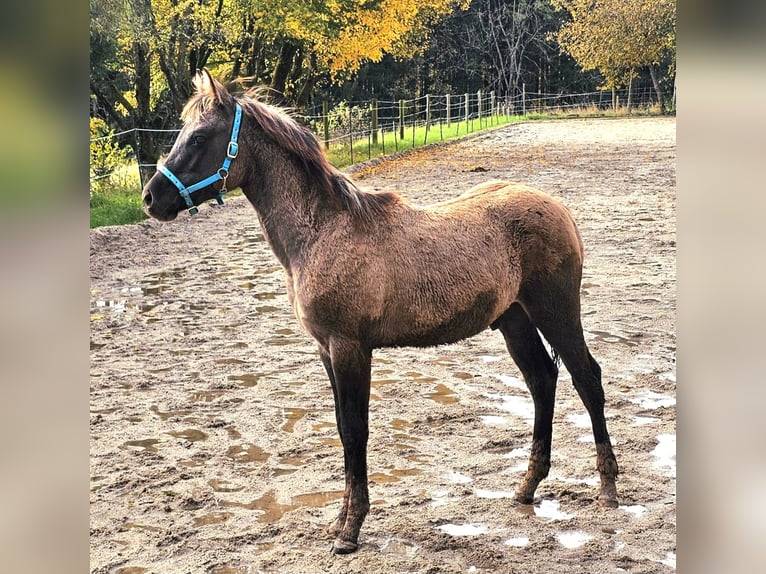 Paint Horse Hengst 1 Jahr 152 cm Grullo in Stadlern
