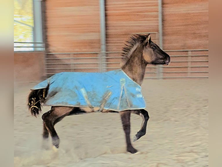 Paint Horse Hengst 1 Jahr 152 cm Grullo in Stadlern