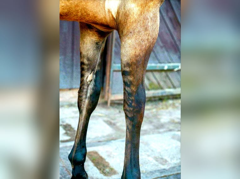 Paint Horse Hengst 1 Jahr 152 cm Grullo in Stadlern