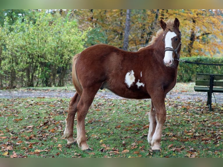 Paint Horse Mix Hengst 1 Jahr 152 cm Overo-alle-Farben in Hellenthal