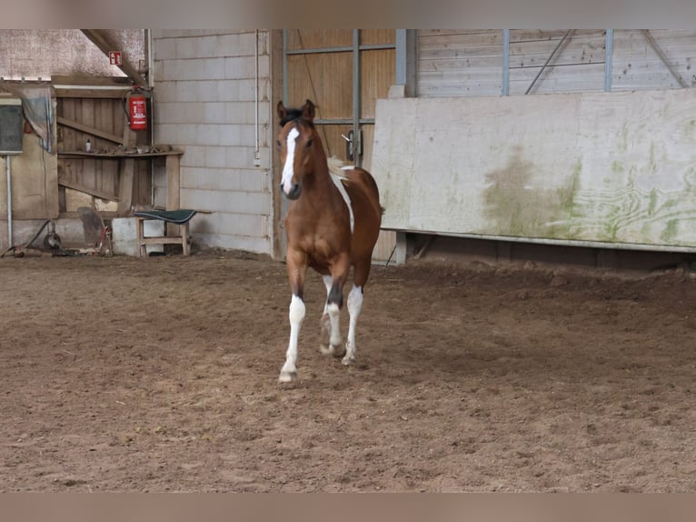 Paint Horse Mix Hengst 1 Jahr 152 cm Schecke in Buchen Waldhausen