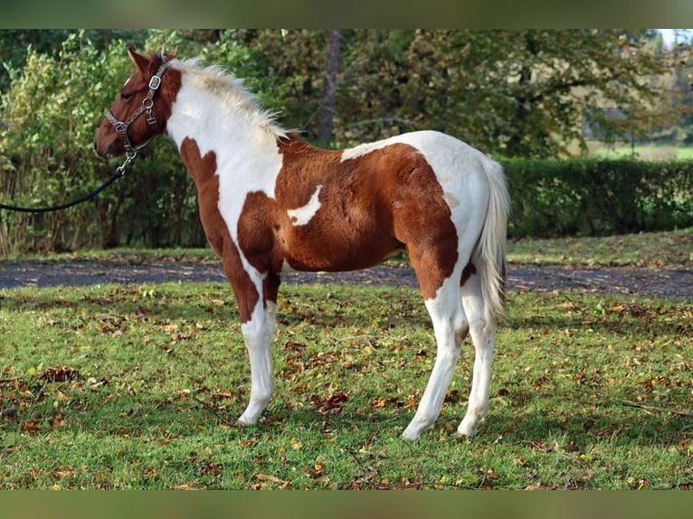 Paint Horse Hengst 1 Jahr 152 cm Tobiano-alle-Farben in Hellenthal
