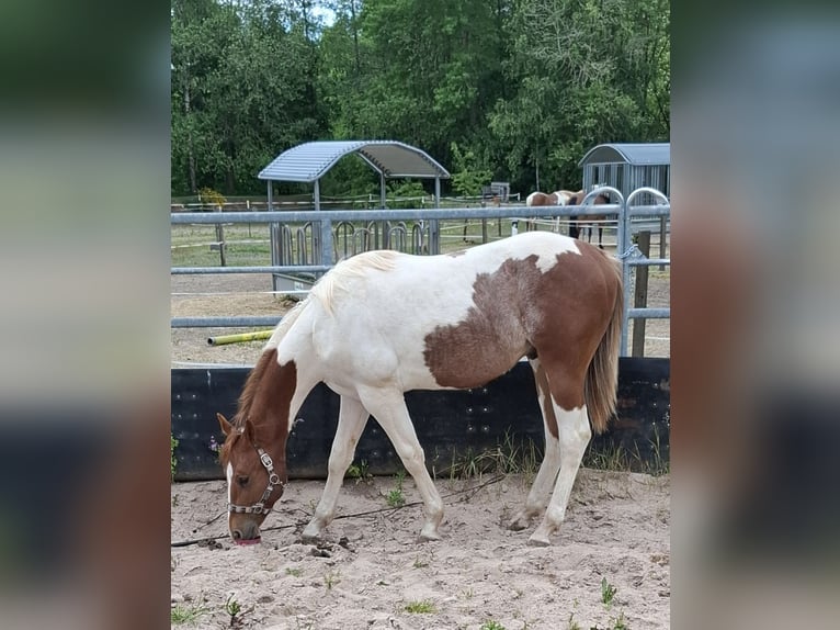 Paint Horse Hengst 1 Jahr 152 cm Tobiano-alle-Farben in Auengrund