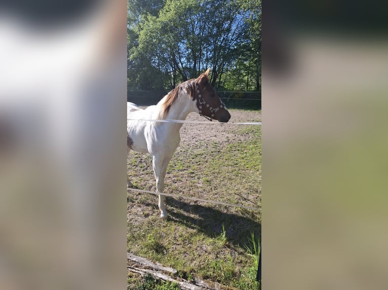 Paint Horse Hengst 1 Jahr 152 cm Tobiano-alle-Farben in Auengrund