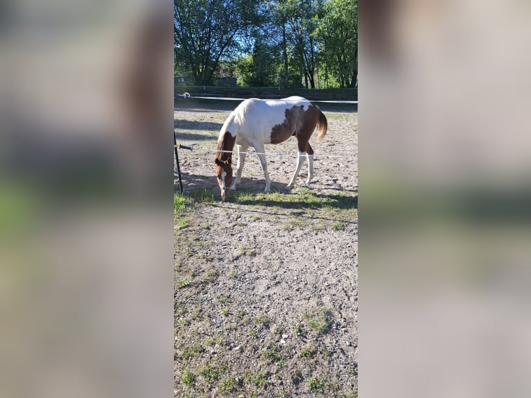 Paint Horse Hengst 1 Jahr 152 cm Tobiano-alle-Farben in Auengrund