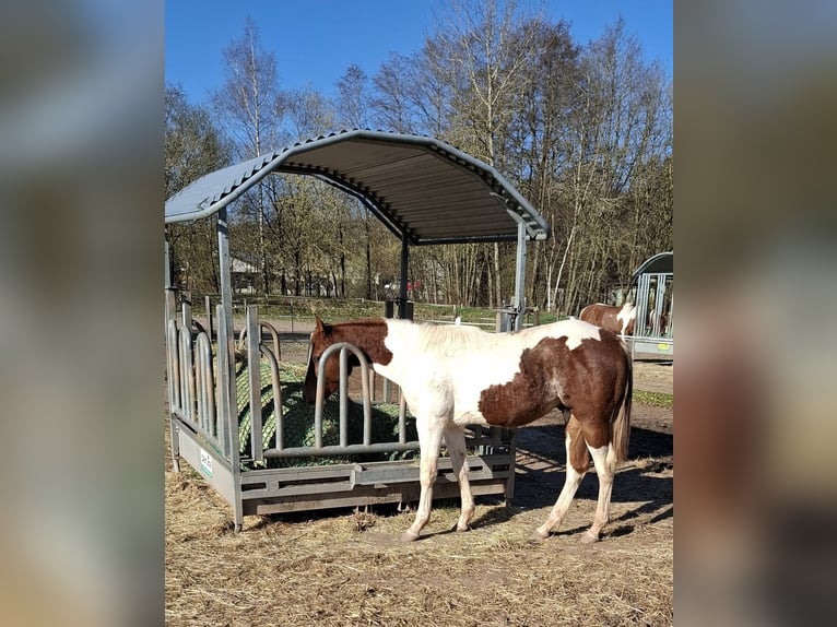 Paint Horse Hengst 1 Jahr 152 cm Tobiano-alle-Farben in Auengrund