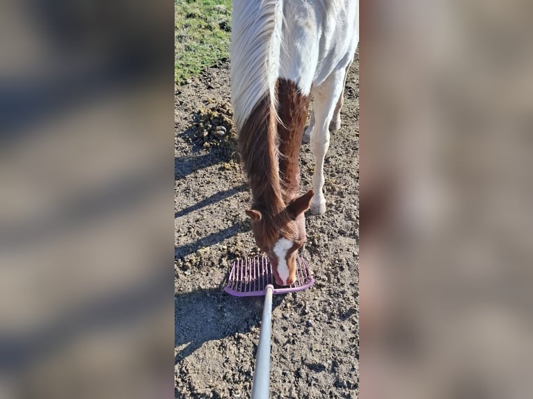 Paint Horse Hengst 1 Jahr 152 cm Tobiano-alle-Farben in Auengrund