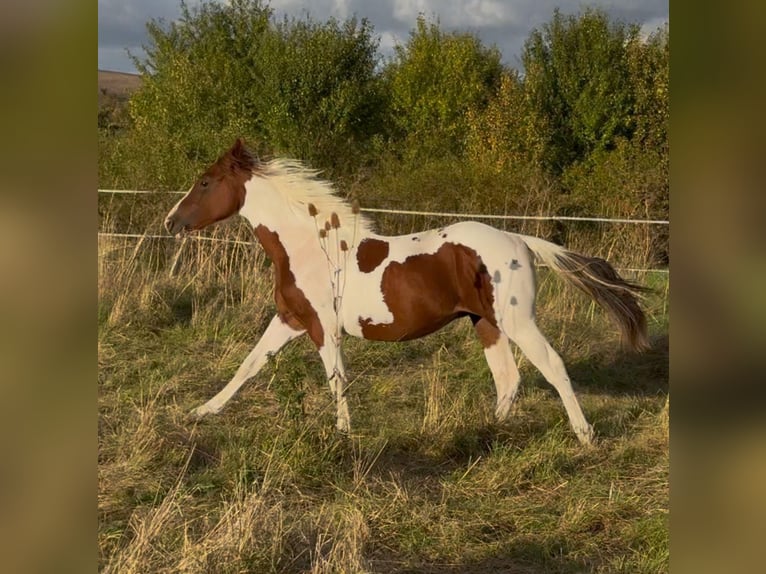Paint Horse Hengst 1 Jahr 152 cm Tobiano-alle-Farben in Rottleben