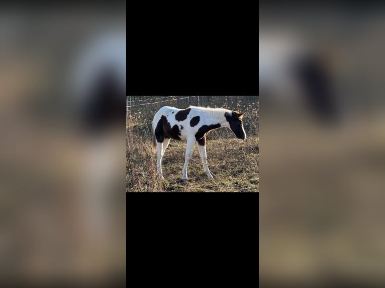 Paint Horse Hengst 1 Jahr 152 cm Tobiano-alle-Farben in Rottleben