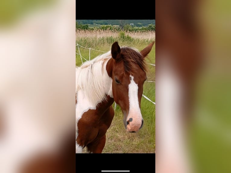 Paint Horse Hengst 1 Jahr 152 cm Tobiano-alle-Farben in Rottleben