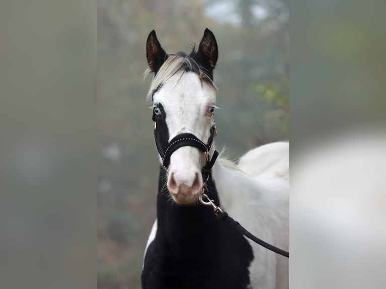 Paint Horse Hengst 1 Jahr 152 cm Tovero-alle-Farben in Hellenthal