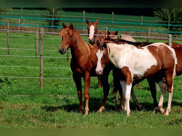 Paint Horse Hengst 1 Jahr 152 cm Tovero-alle-Farben in Hellenthal