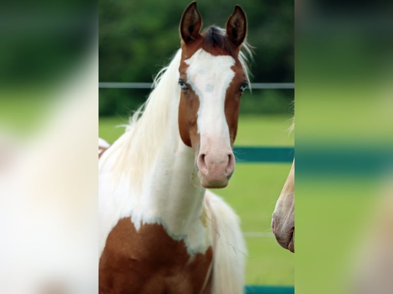 Paint Horse Hengst 1 Jahr 152 cm Tovero-alle-Farben in Hellenthal