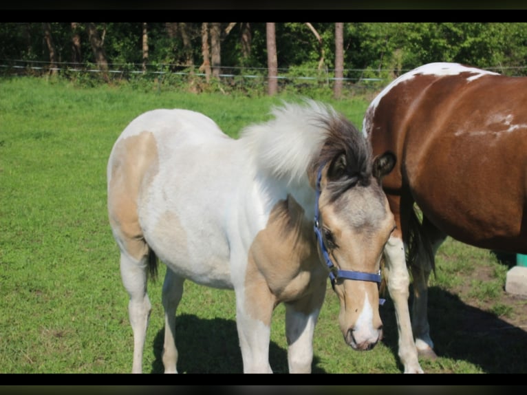 Paint Horse Hengst 1 Jahr 153 cm Buckskin in Uelsen