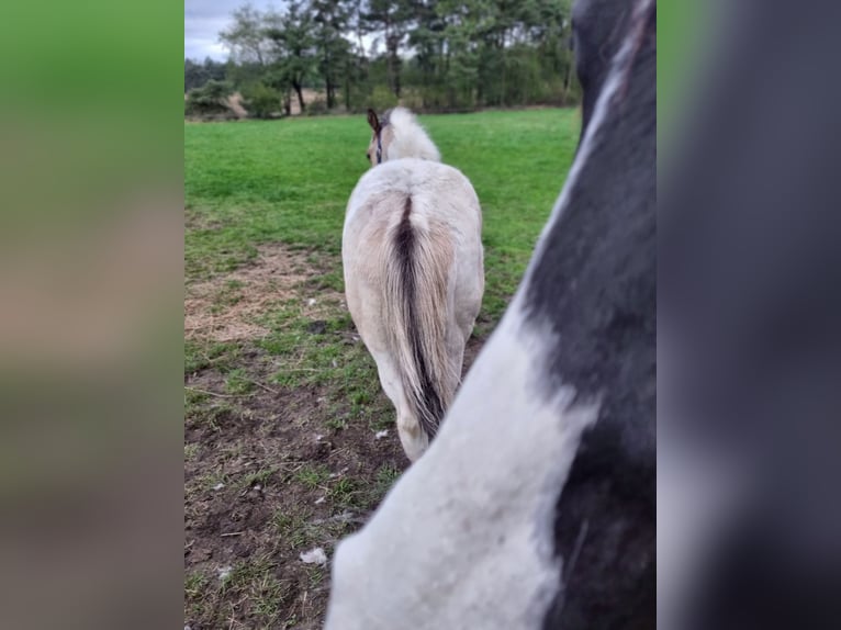 Paint Horse Hengst 1 Jahr 153 cm Buckskin in Uelsen