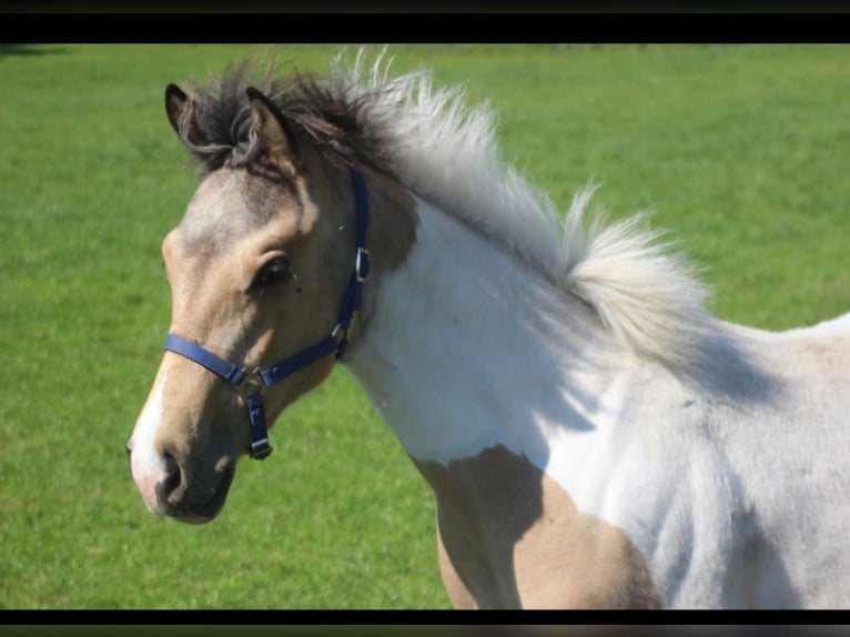 Paint Horse Hengst 1 Jahr 153 cm Buckskin in Uelsen